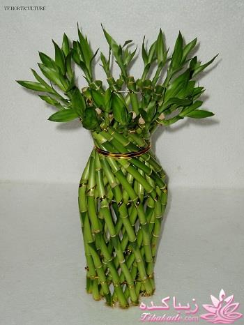 گیاهان آپارتمانی 